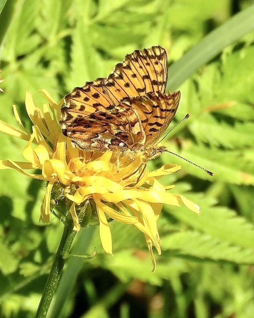 Titania's fritillary